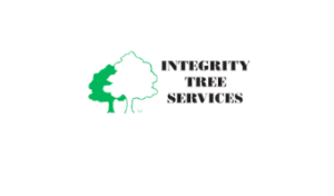 tree surgeons colchester